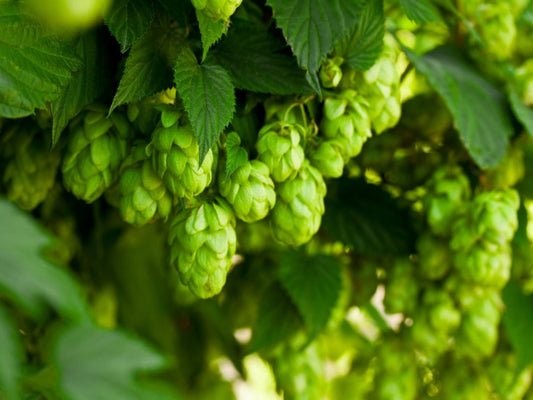 Leuke weetjes over bier.